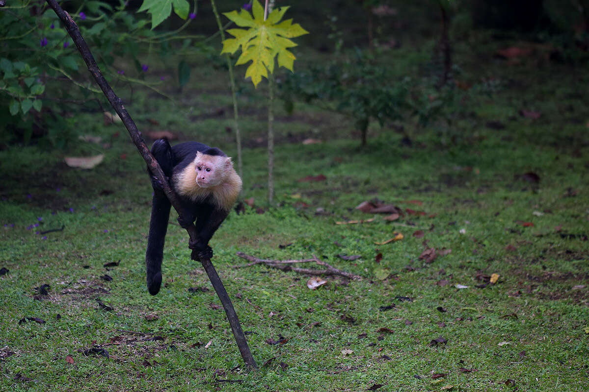 Image of white-faced capuchin