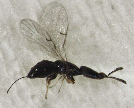 Image of Fig wasp