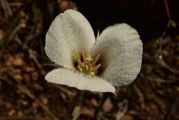 Image of Howell's mariposa lily