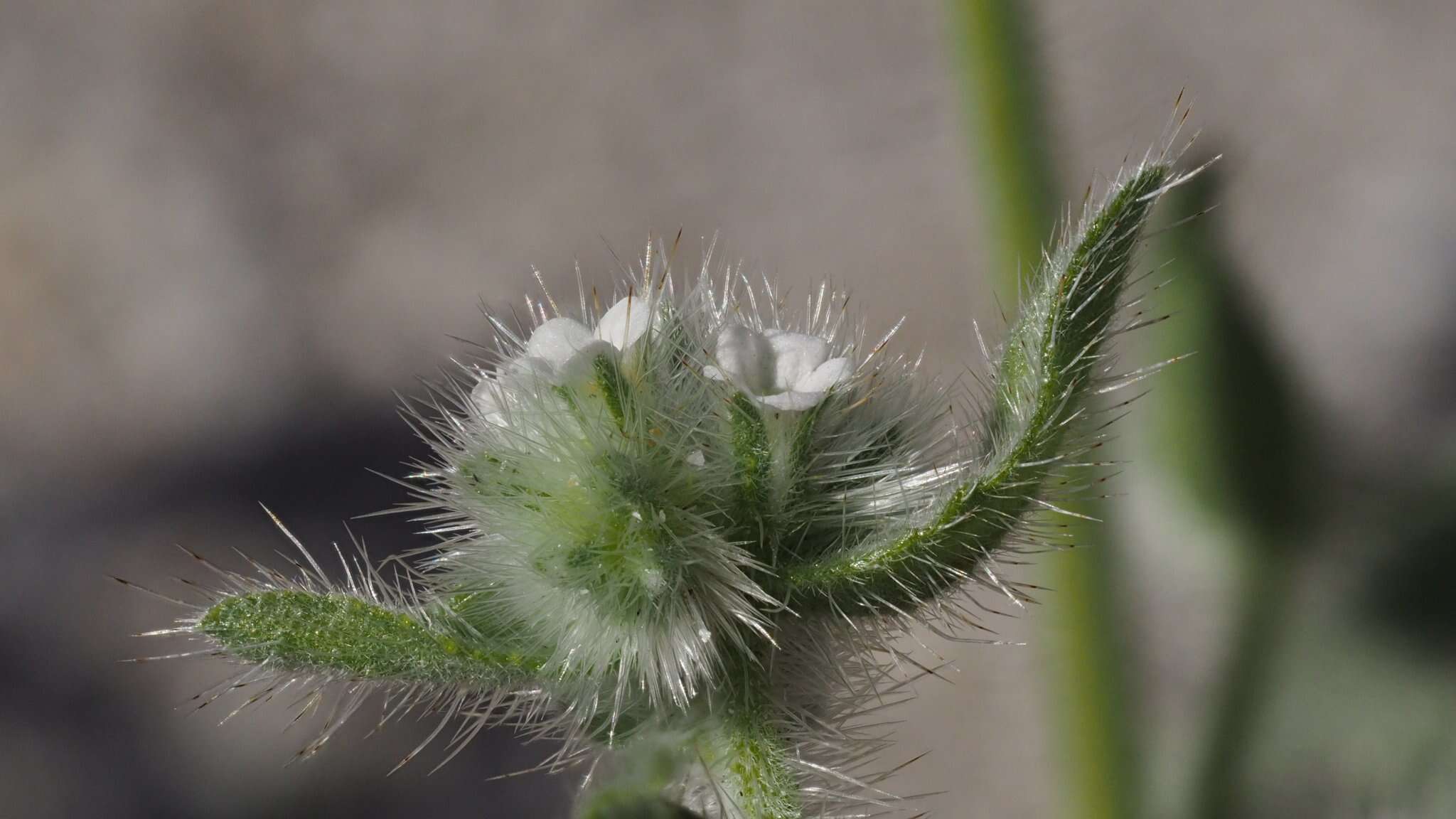 Simpsonanthus jonesii (A. Gray) Guilliams, Hasenstab & B. G. Baldwin的圖片