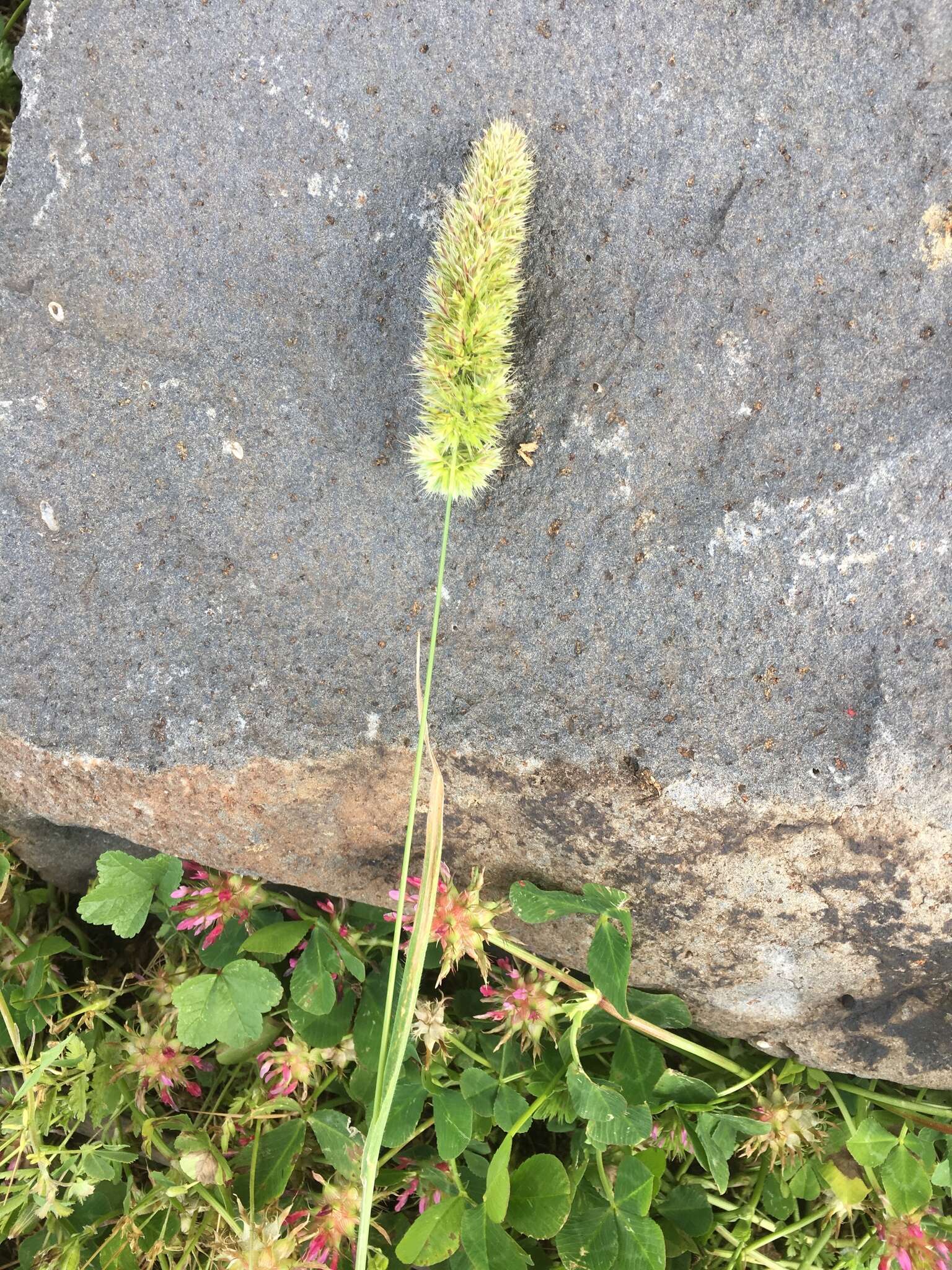 صورة Rostraria cristata (L.) Tzvelev