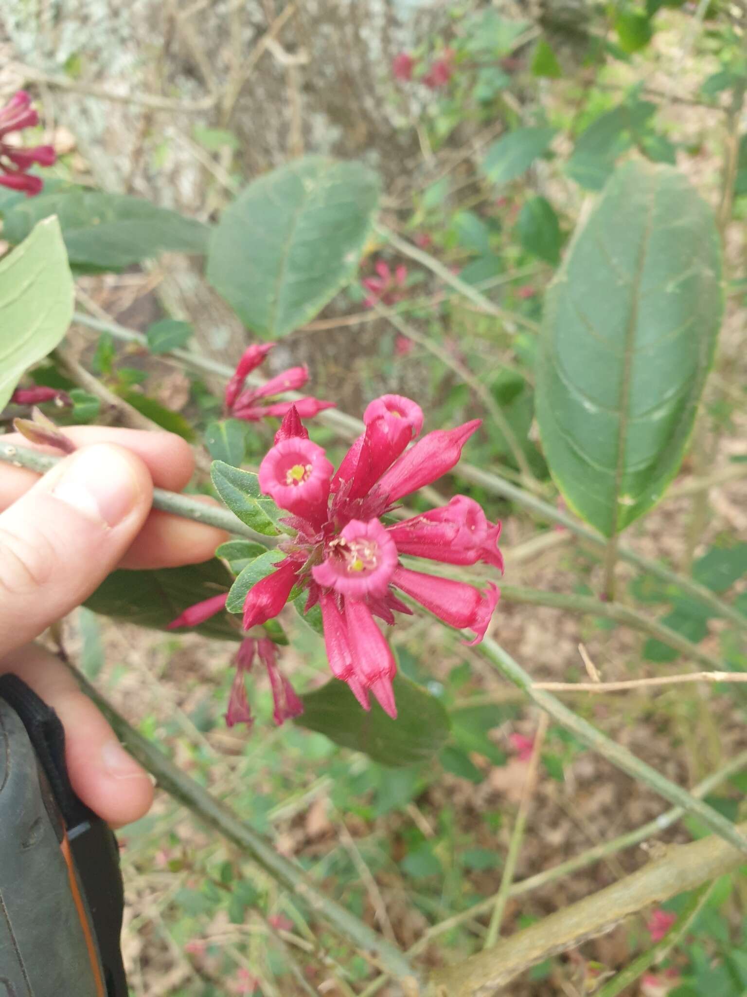 Image of purple cestrum