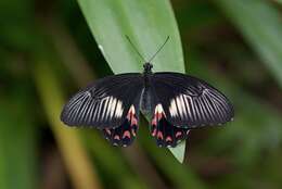 Image of Papilio ambrax Boisduval 1832