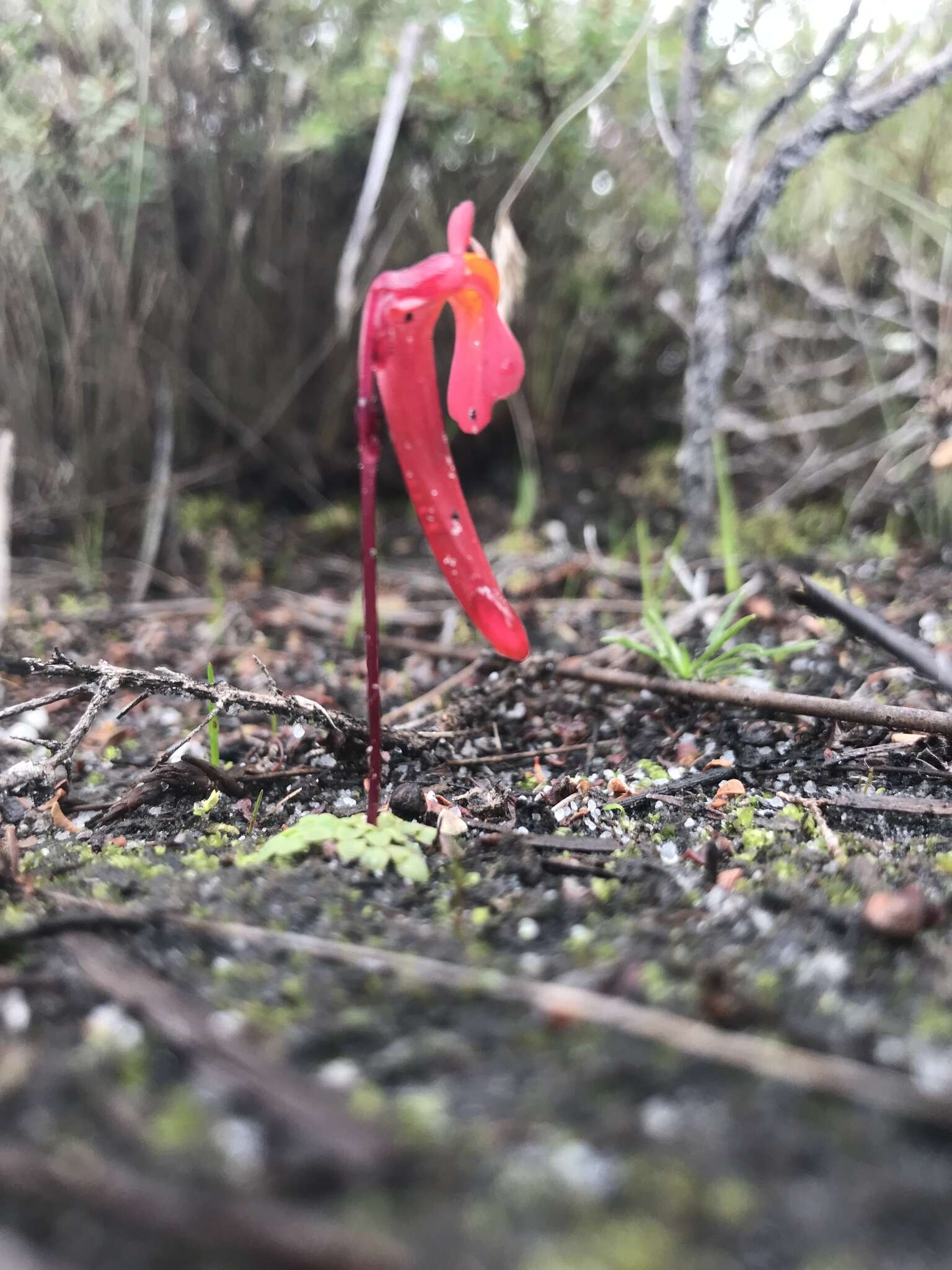 Image of Utricularia menziesii R. Br.