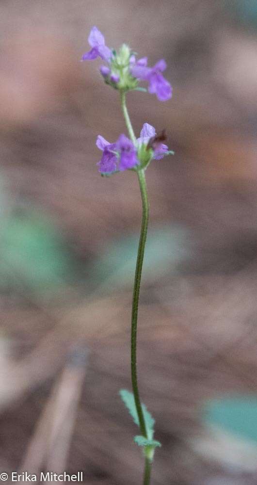 Betonica officinalis L. resmi