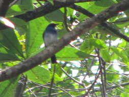 Image of White-bellied Blue Flycatcher