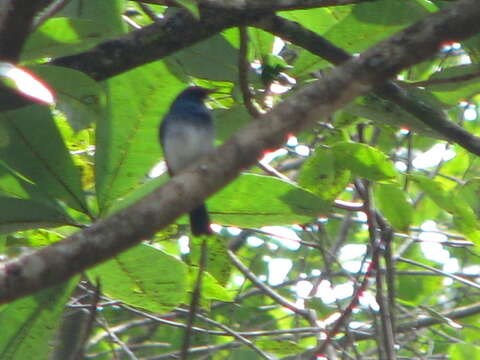 Image of White-bellied Blue Flycatcher