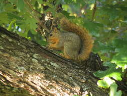 Image of Sciurus subgen. Sciurus Linnaeus 1758