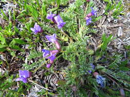 Image of stalkpod locoweed