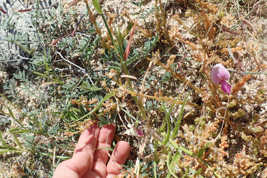 Image of Tephrosia palmeri S. Watson