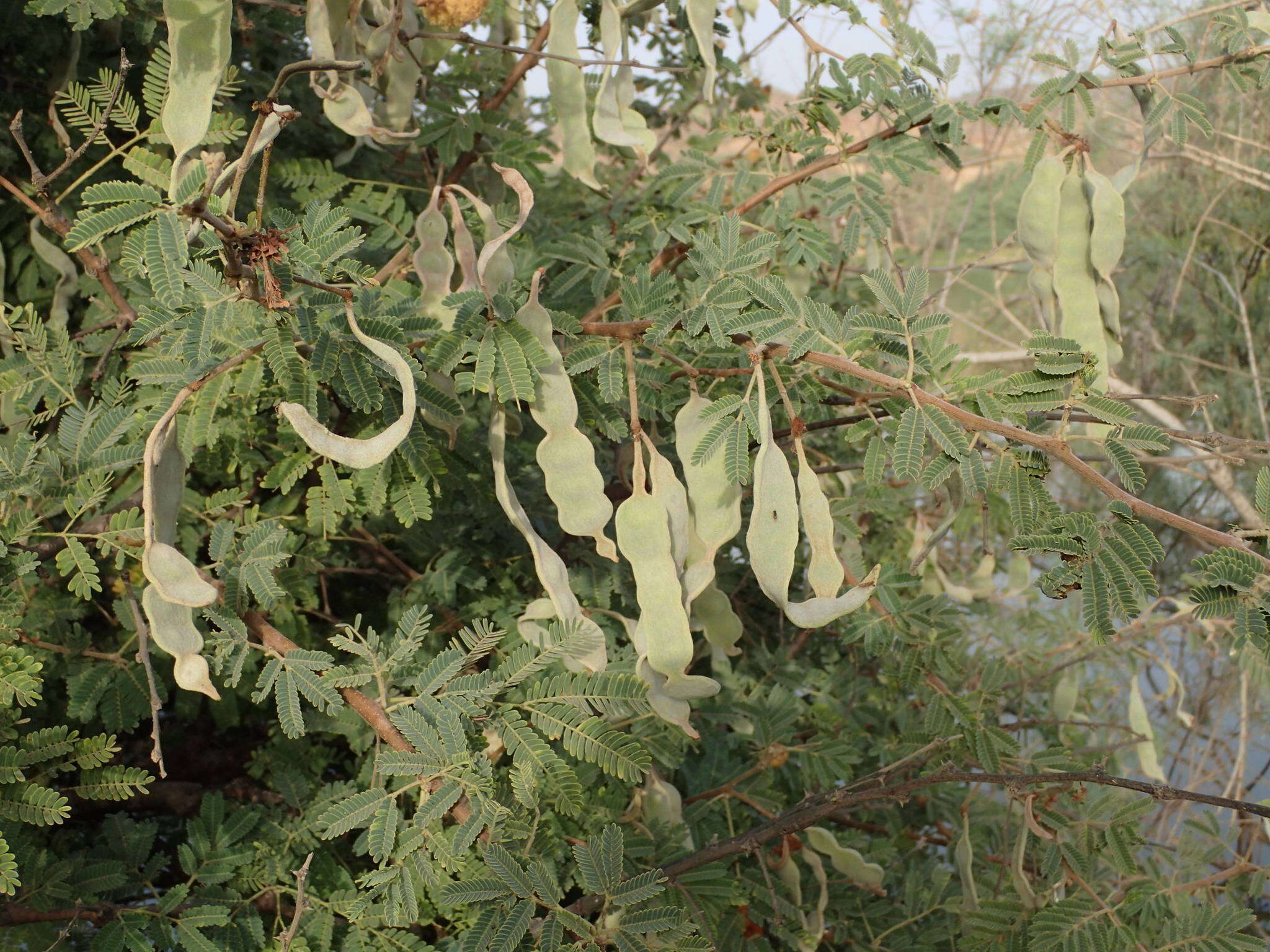 Sivun Vachellia nilotica subsp. adstringens (Schumach. & Thonn.) Kyal. & Boatwr. kuva