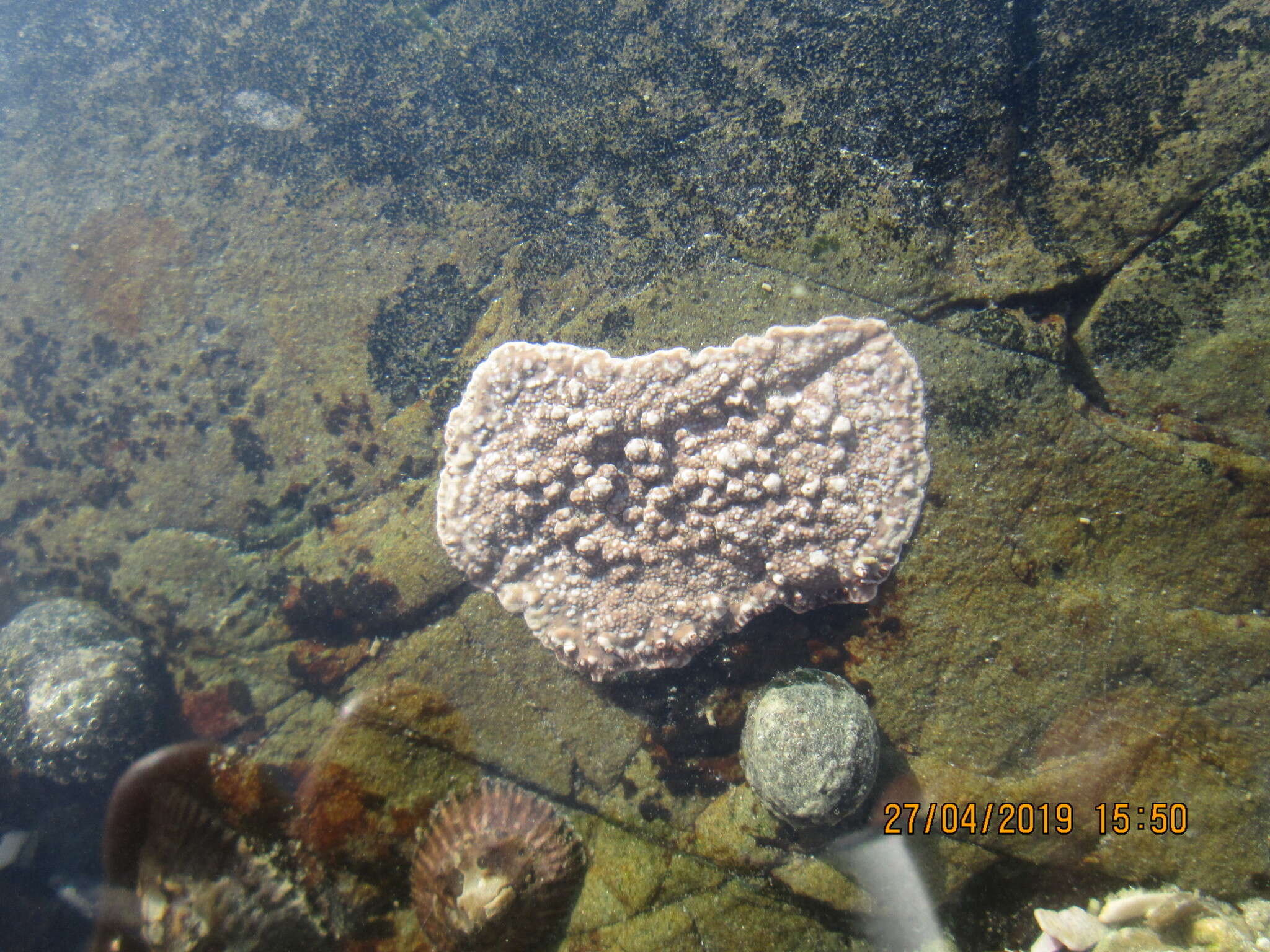 Image of Spongites yendoi