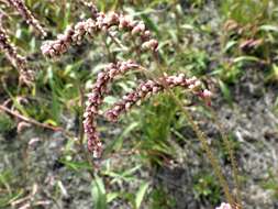 Plancia ëd Persicaria careyi (Olney) Greene