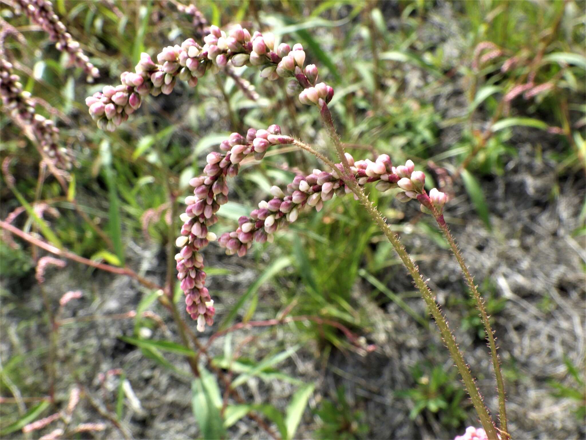 صورة Persicaria careyi (Olney) Greene