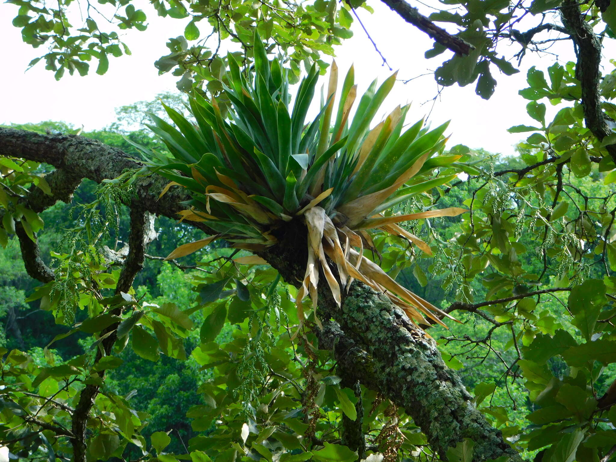 Image of Catopsis paniculata É. Morren