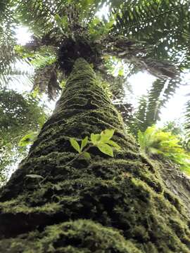 Image of Ecuadorian Ivory Palm