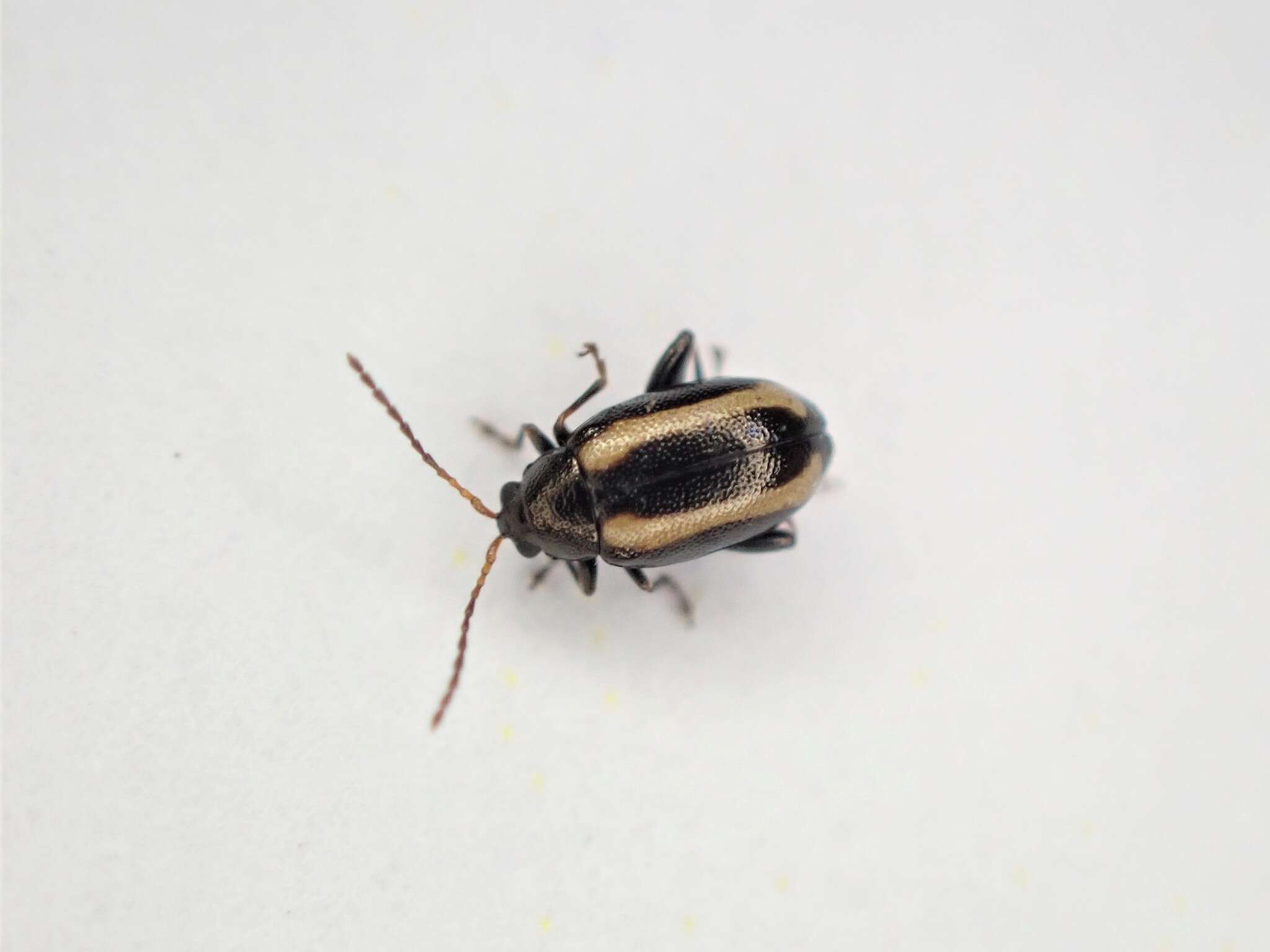 Image of Turnip flea beetle