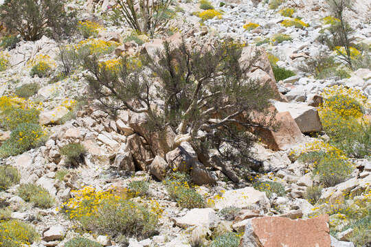 Image de Bursera microphylla A. Gray