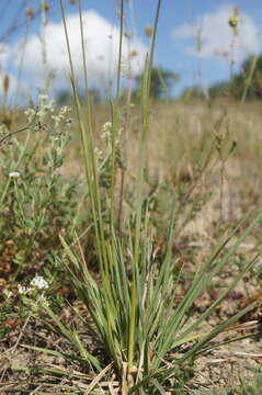 صورة Helictochloa compressa (Heuff.) Romero Zarco