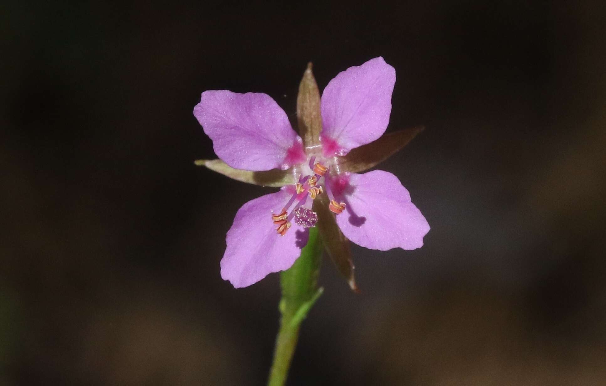 Plancia ëd Clarkia stellata Mosquin