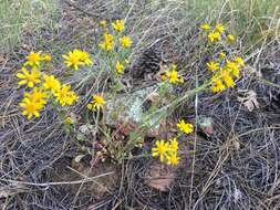 Image of New Mexico groundsel