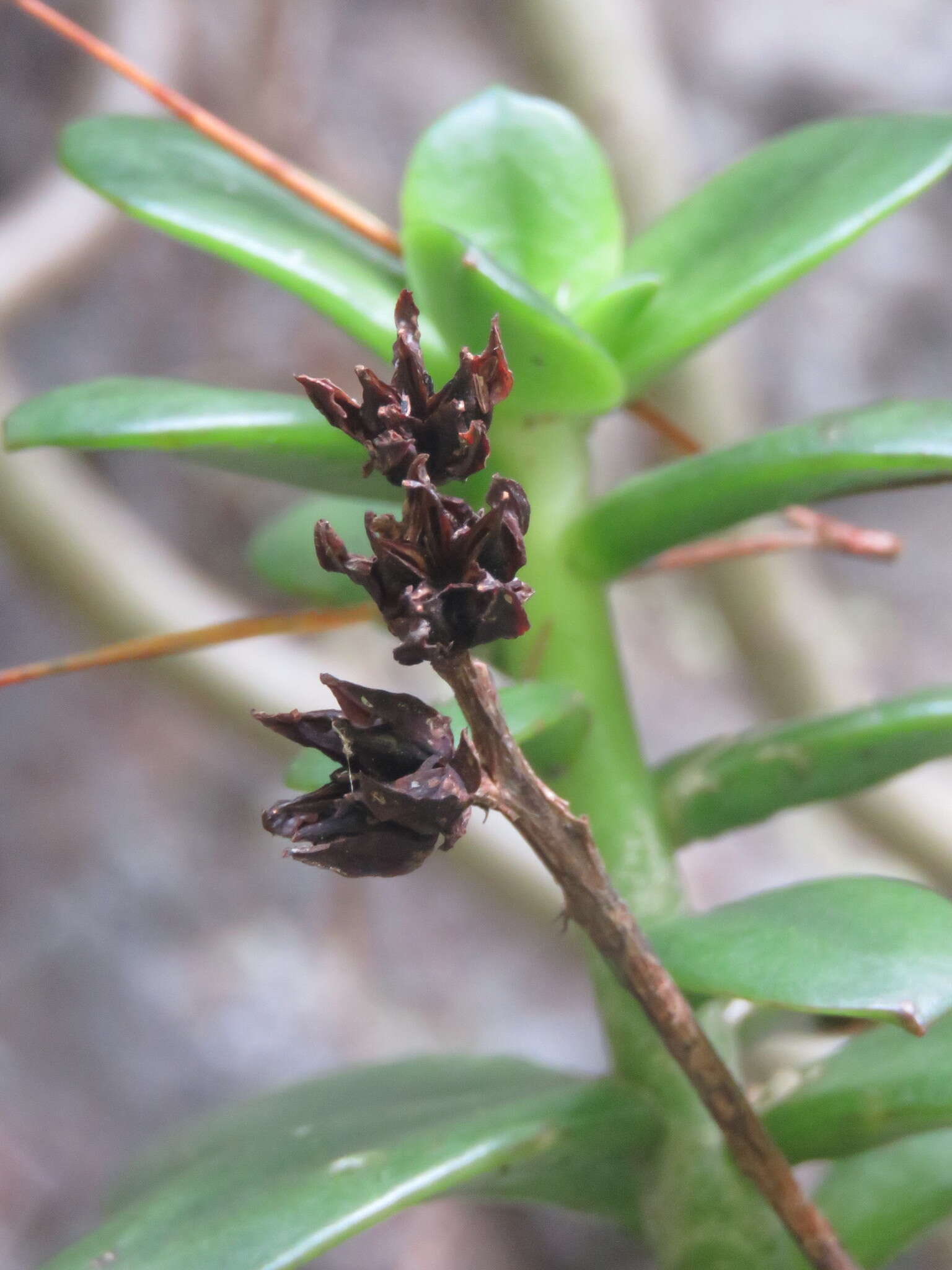 Image of Echeveria bicolor (Kunth) Walther