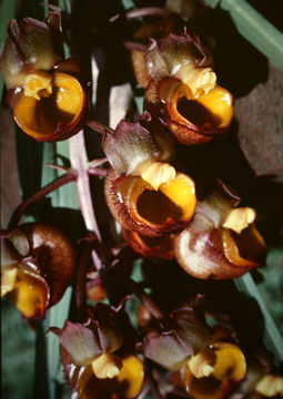 Image of <i>Catasetum longifolium</i> Lindl.