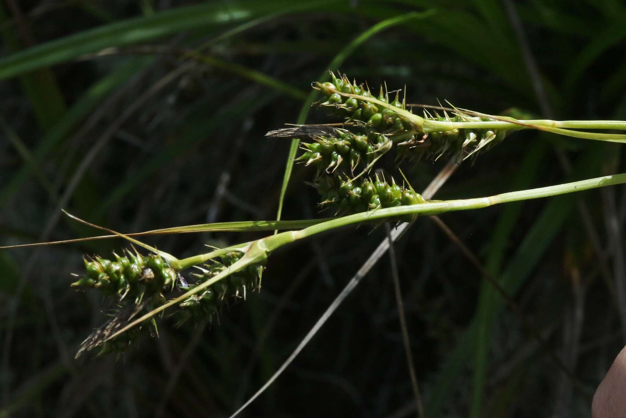 Imagem de Carex wahuensis C. A. Mey.