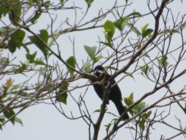 Image of Silver-beaked Tanager