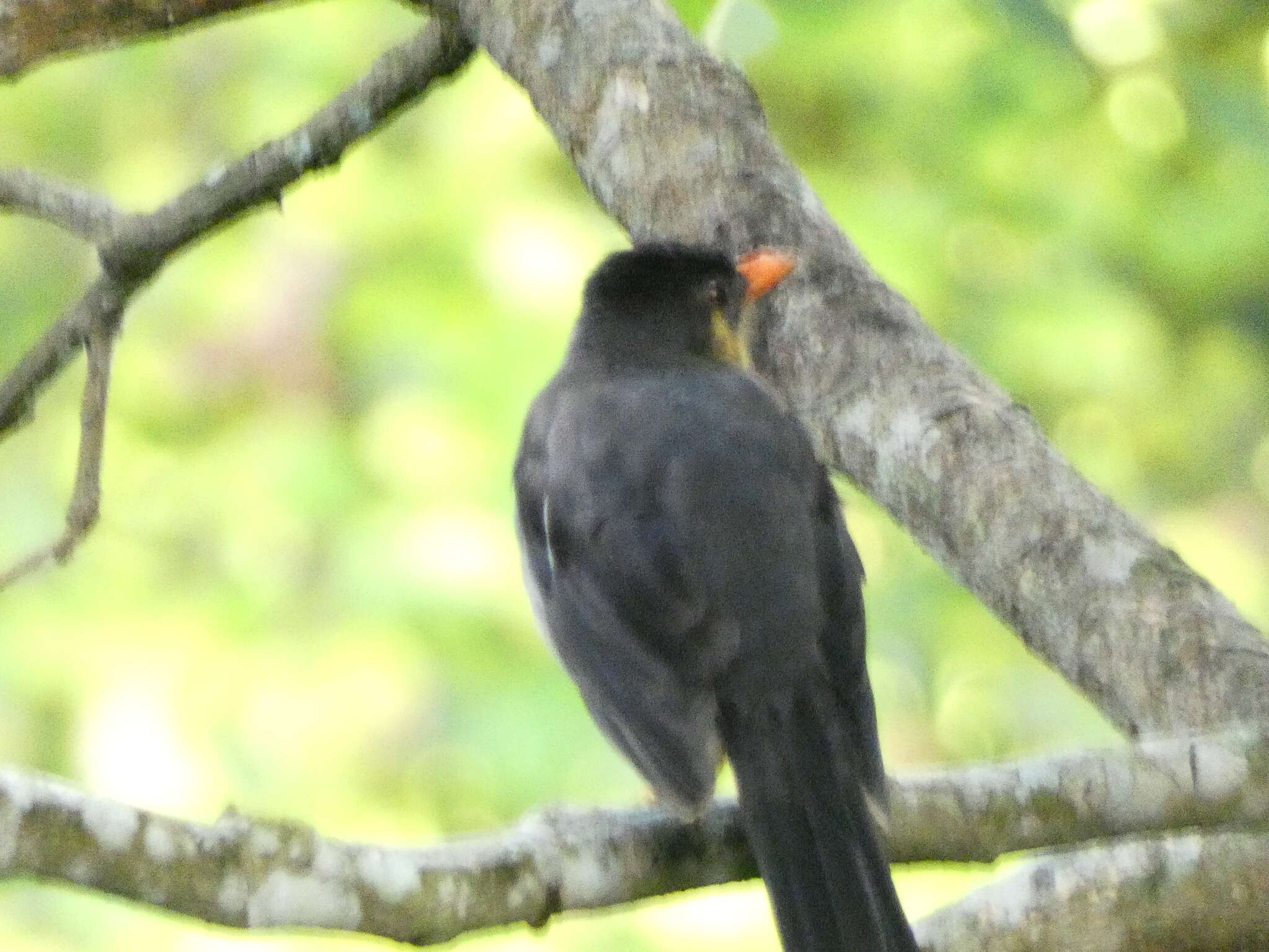 Image of White-chinned Thrush