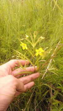 Image of Lance-Leaf Yellow-Loosestrife