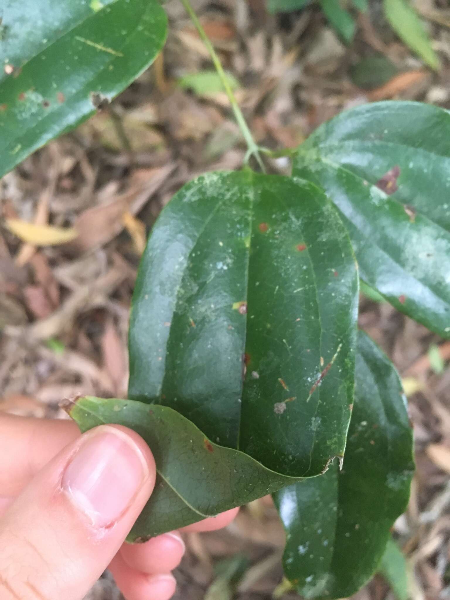 Image of Ripogonum album R. Br.