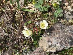 Imagem de Diapensia lapponica var. obovata F. Schmidt