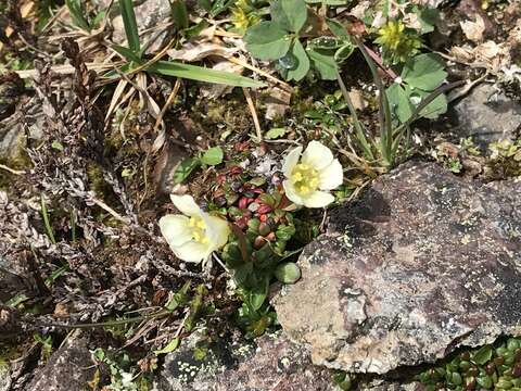 Image of pincushion plant