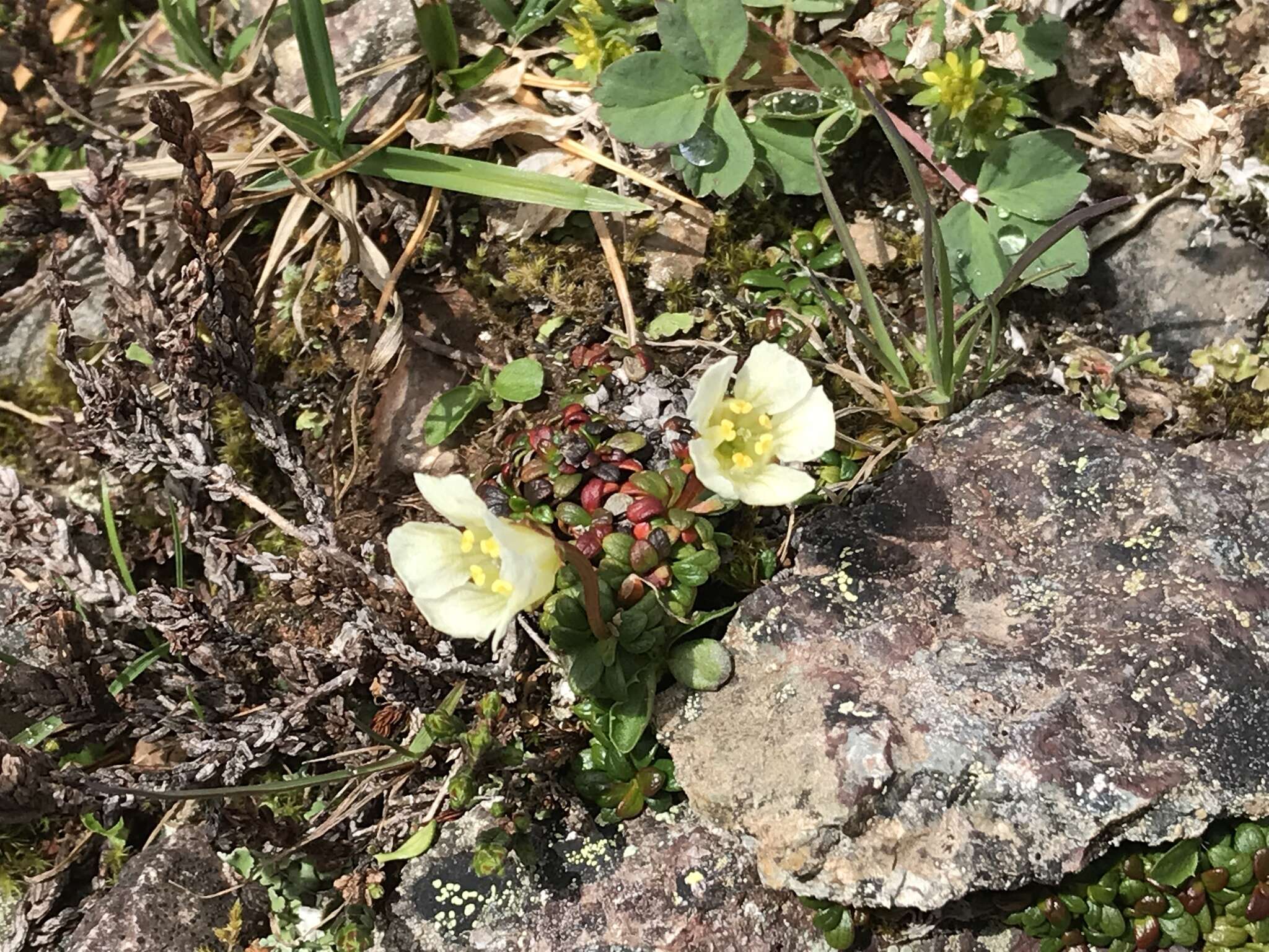 Imagem de Diapensia lapponica var. obovata F. Schmidt