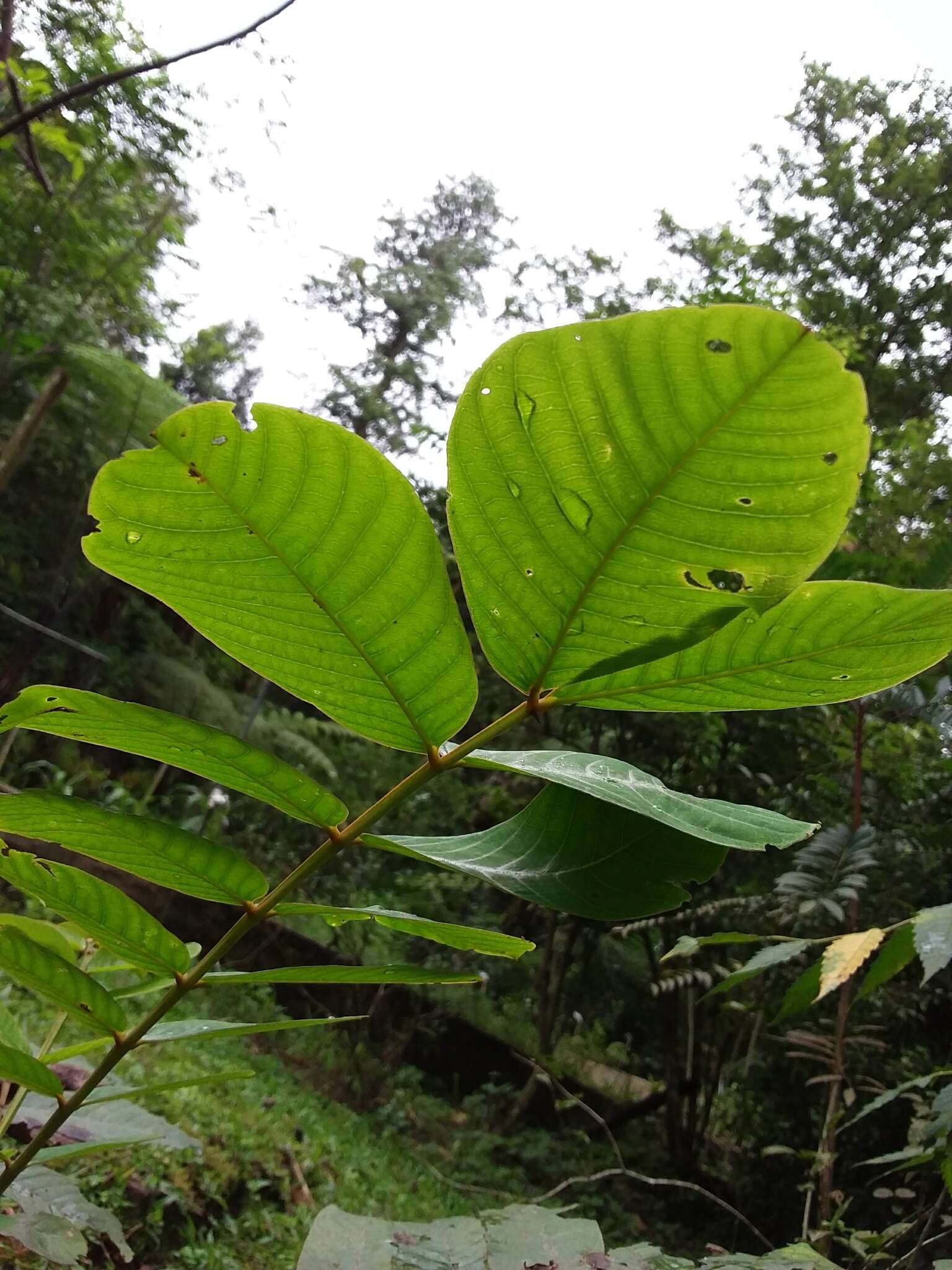 Слика од Senna alata (L.) Roxb.