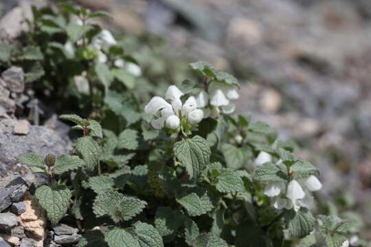 Image of Lamium tomentosum Willd.