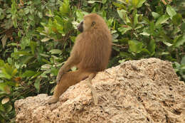 Image of Guinea Baboon