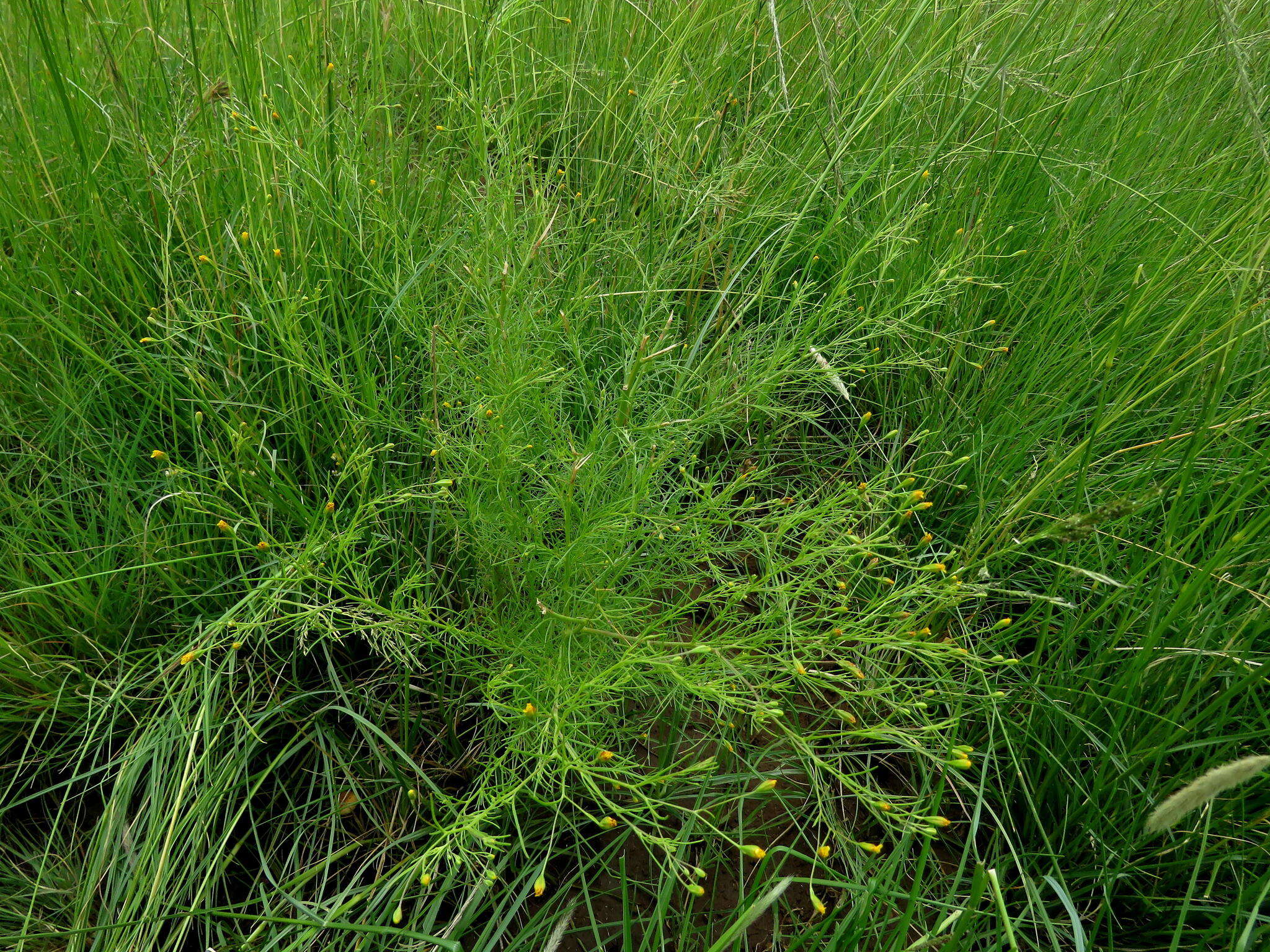 Image de Schkuhria pinnata (Lam.) O. Kuntze