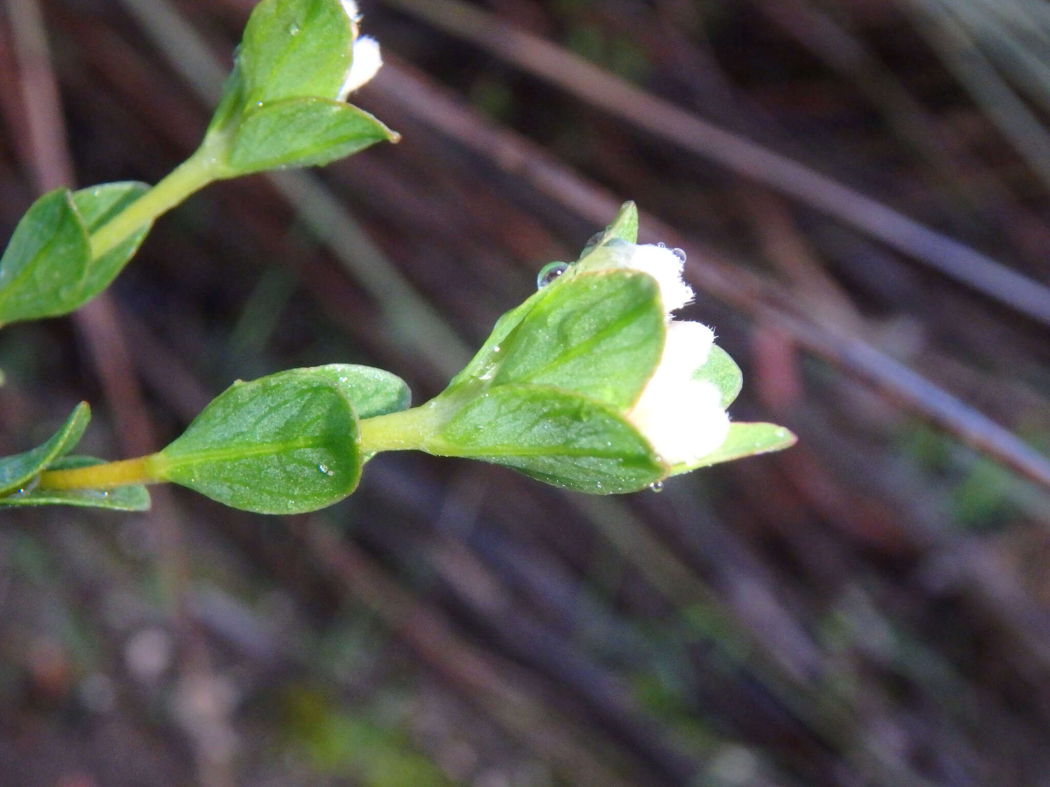 Image of Pimelea flava subsp. dichotoma (Schldl.) Threlfall