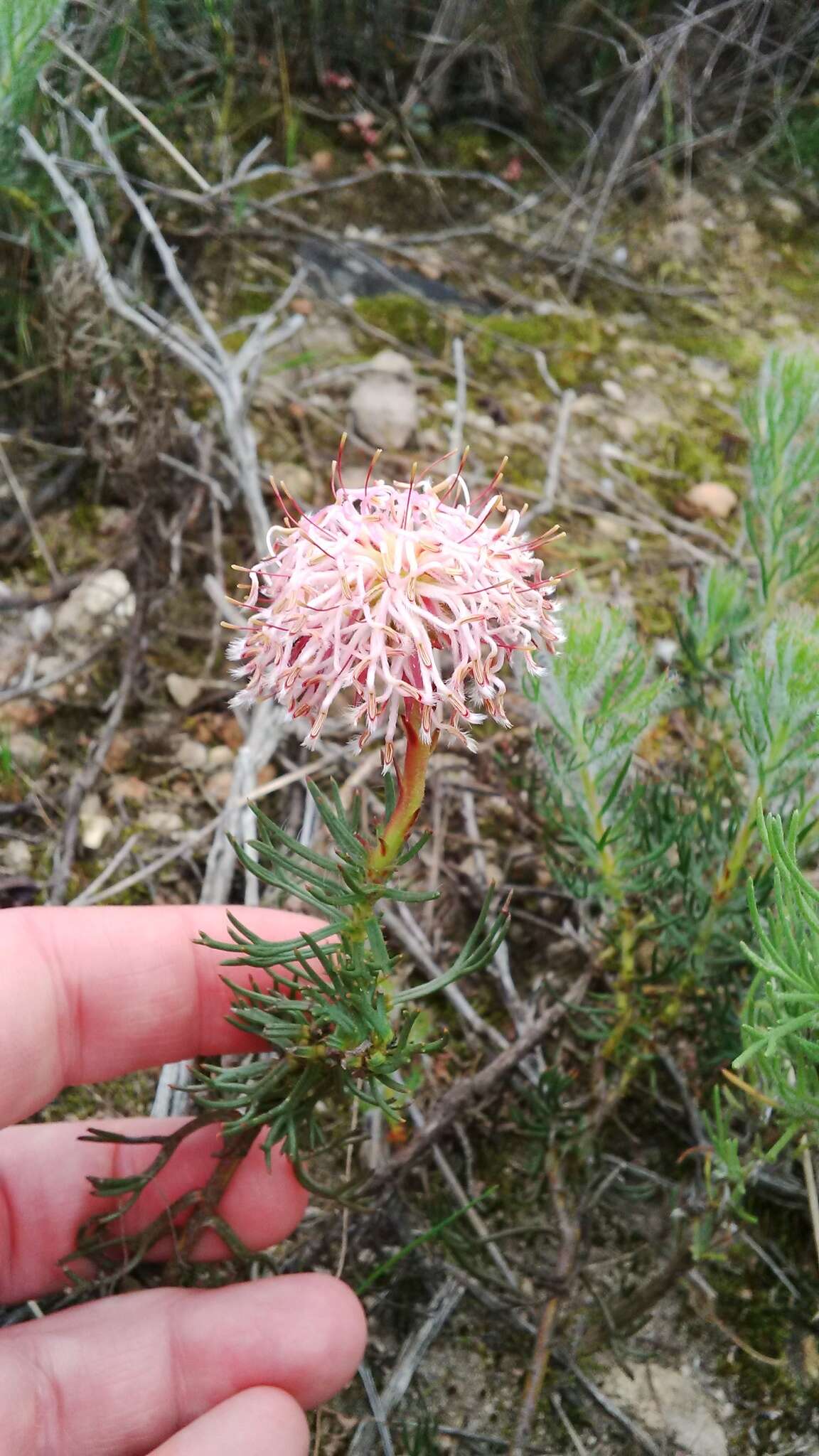 Image of Serruria pinnata R. Br.