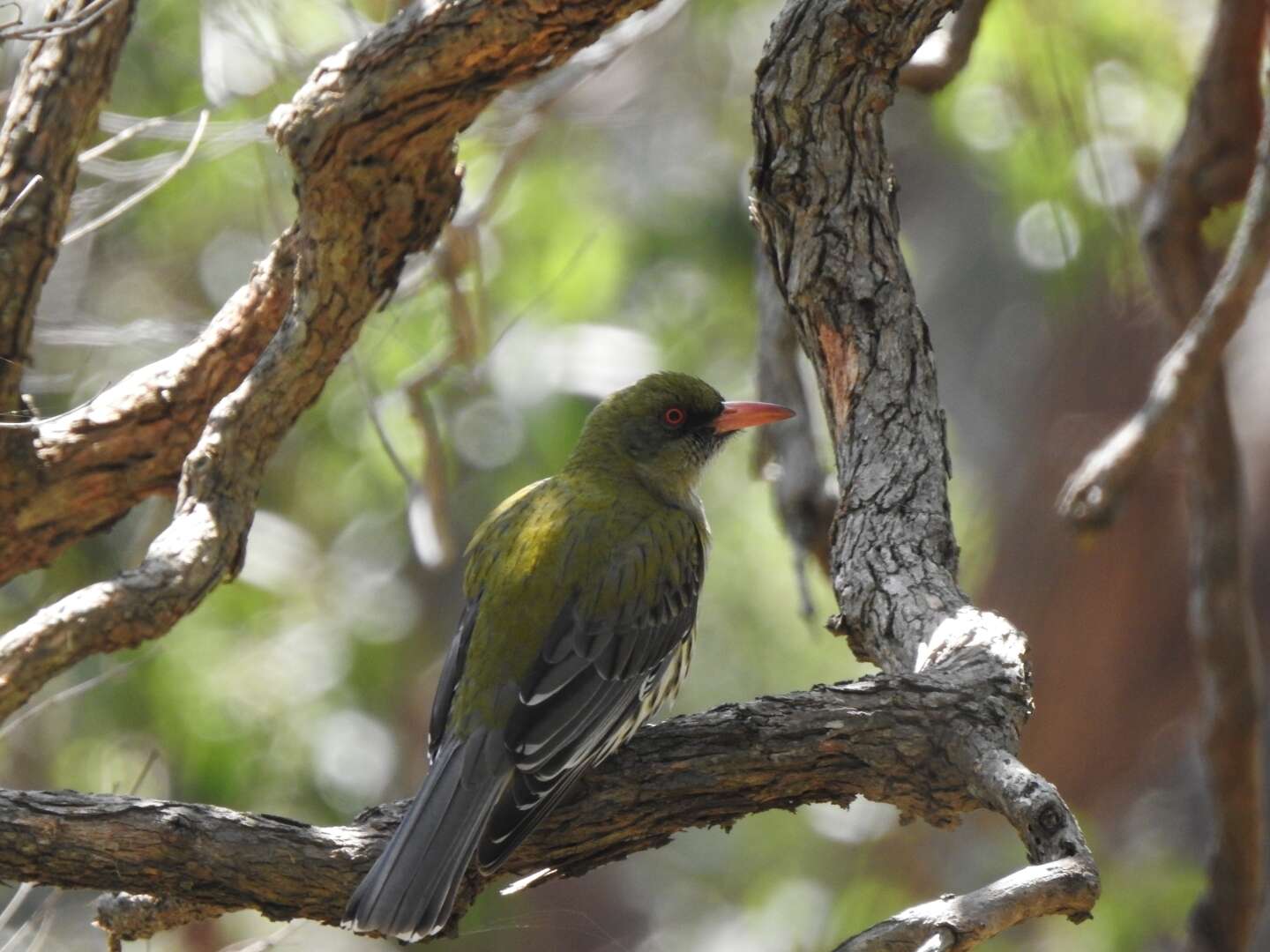 Image of Olive-backed Oriole