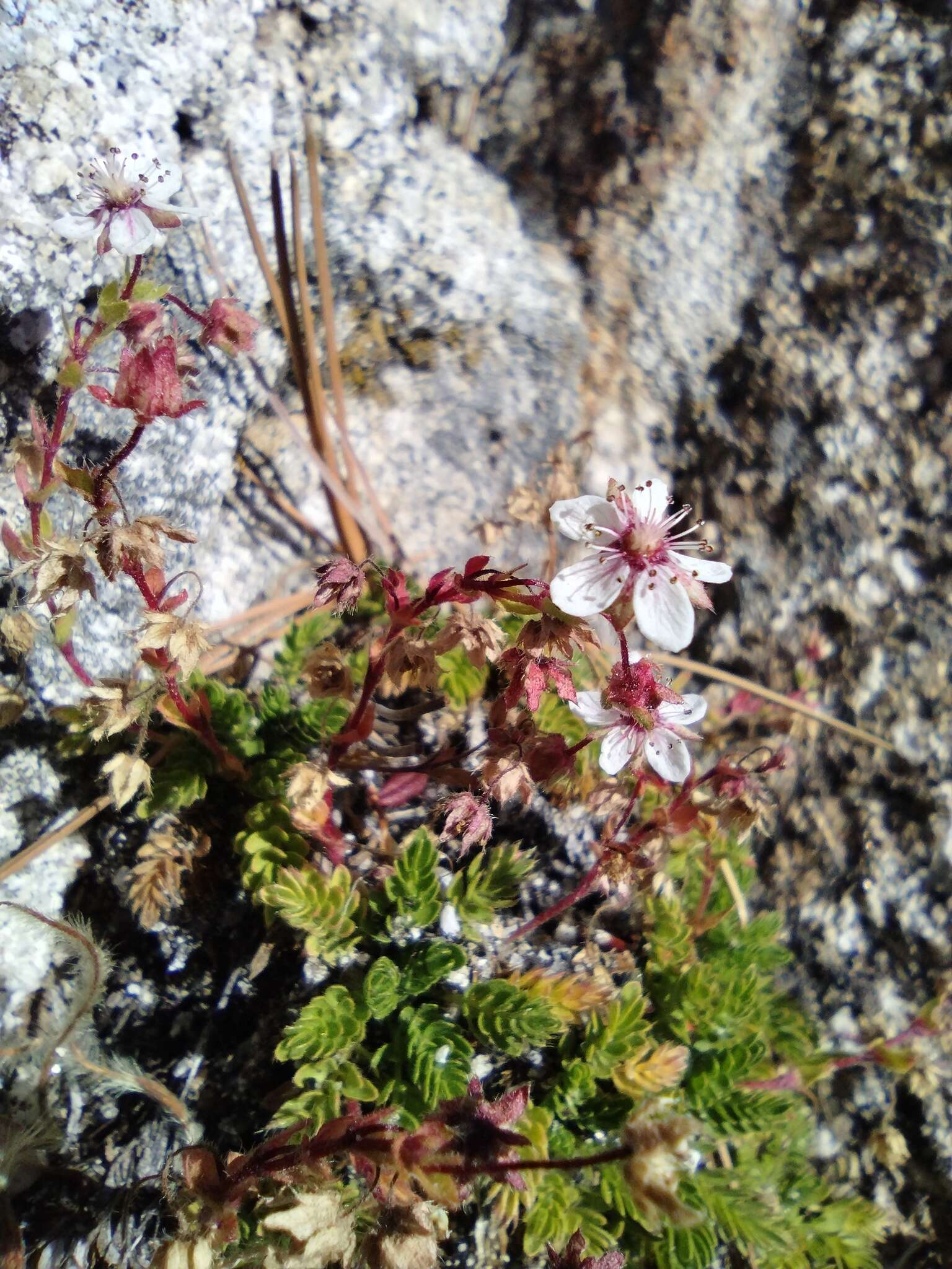 Image of Tahquitz mousetail