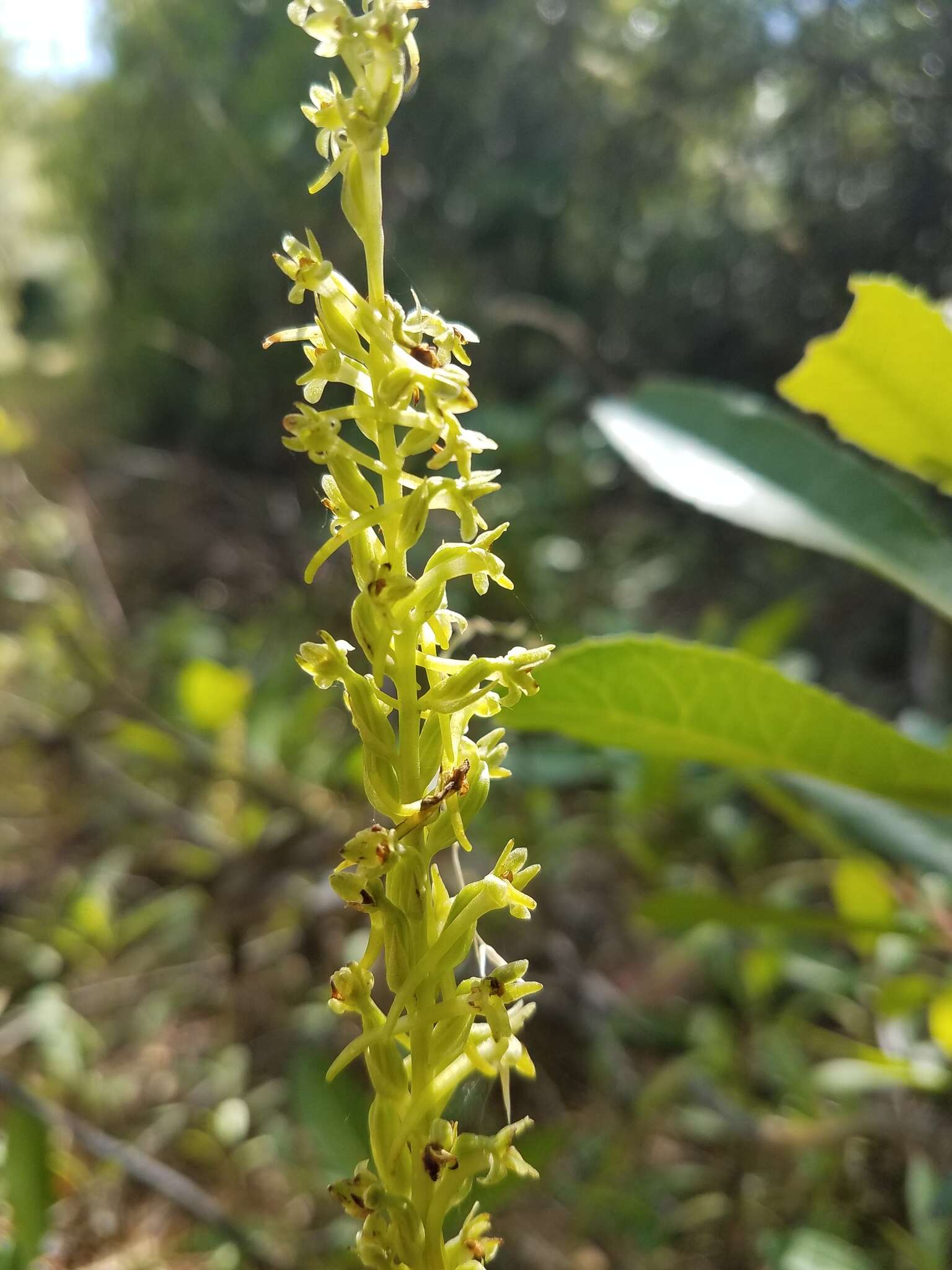 Image of Michael's rein orchid