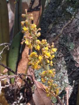 Image of mule-ear orchid