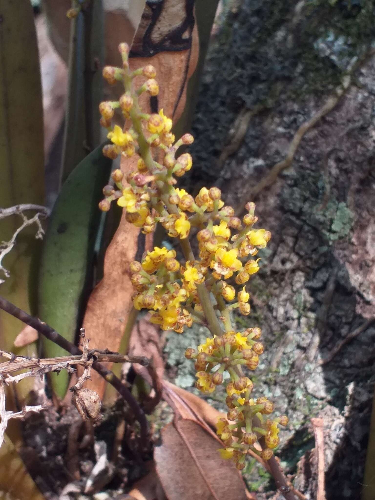 Image de Trichocentrum pumilum (Lindl.) M. W. Chase & N. H. Williams