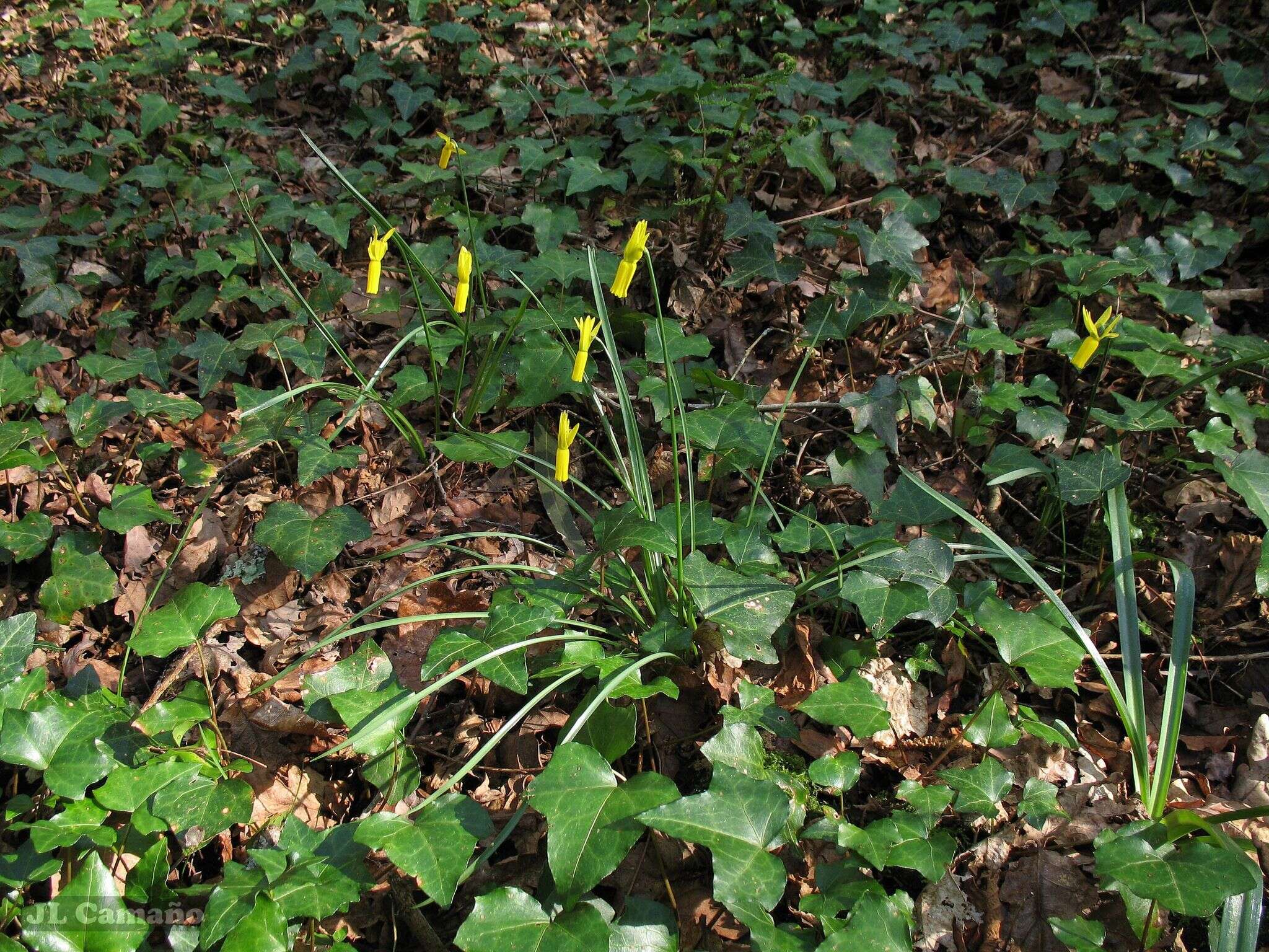 Image of Narcissus cyclamineus DC.