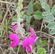 Image of Lindheimer's hoarypea