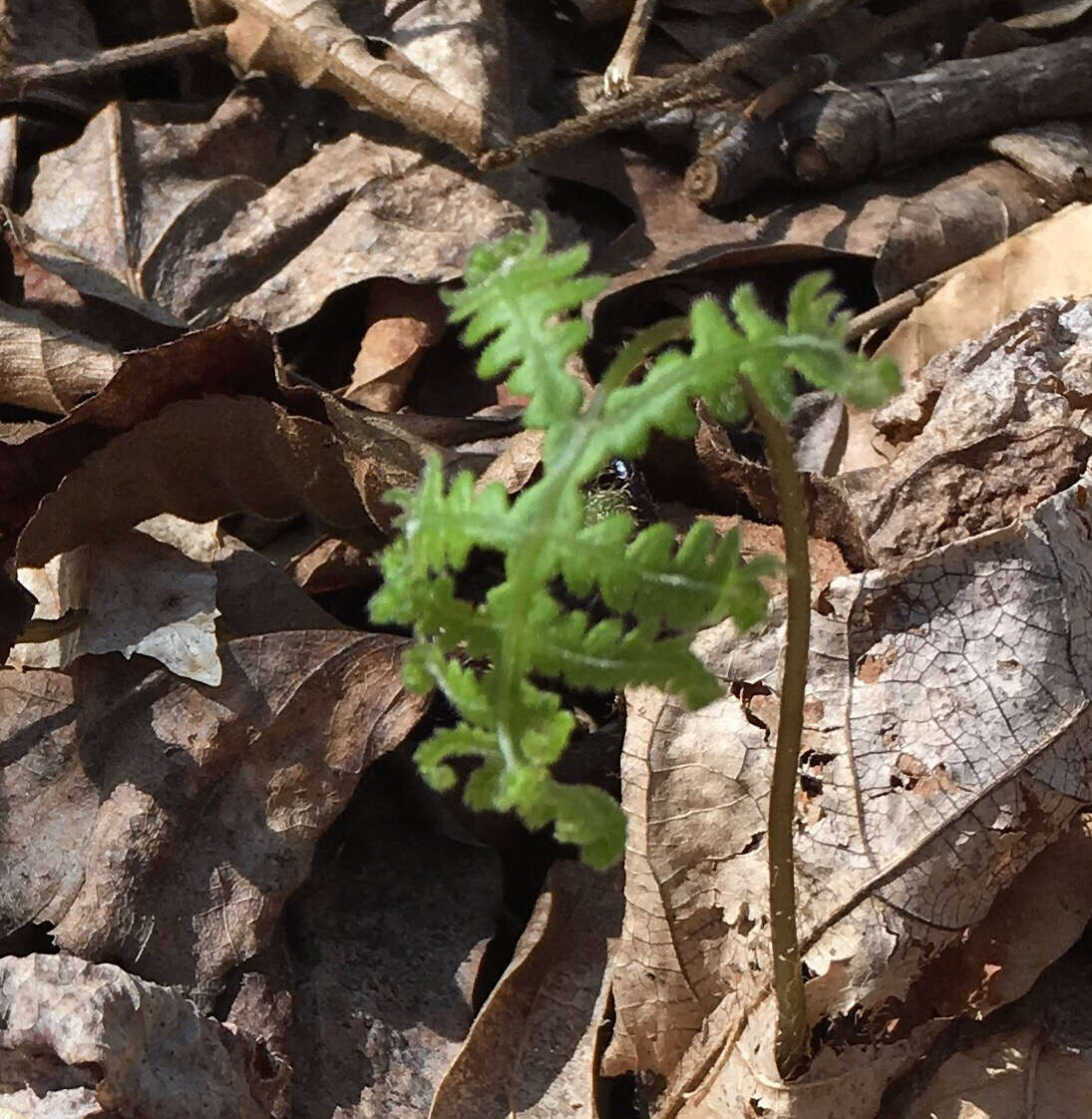 Image of broad beechfern