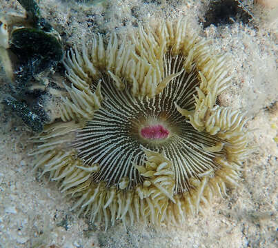 Image of beaded anemone